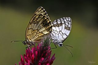 Akdeniz Melikesi (Melanargia titea)