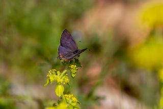 S�leyman��n Kaplan�&nbsp;(Rapala&nbsp;suleymani)