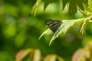 S�leyman��n Kaplan�&nbsp;(Rapala&nbsp;suleymani)