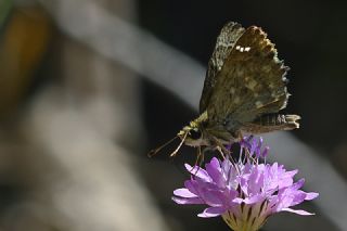 Hatmi Zpzp (Carcharodus alceae)