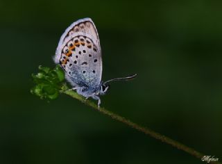 Gm Lekeli Esmergz (Plebejus argus)