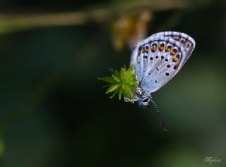 Gm Lekeli Esmergz (Plebejus argus)