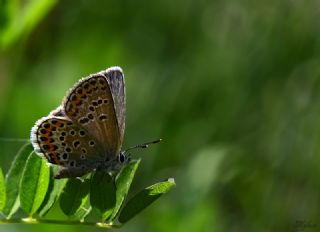 Gm Lekeli Esmergz (Plebejus argus)