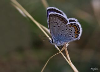 Gm Lekeli Esmergz (Plebejus argus)