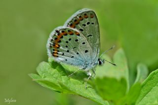 Gm Lekeli Esmergz (Plebejus argus)