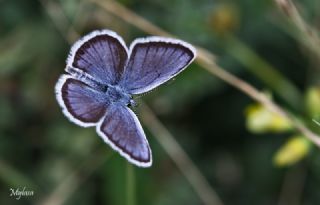 Gm Lekeli Esmergz (Plebejus argus)