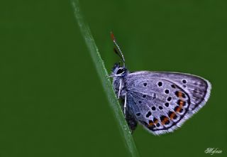 Gm Lekeli Esmergz (Plebejus argus)