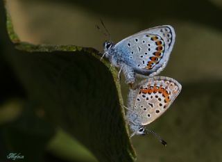 Gm Lekeli Esmergz (Plebejus argus)