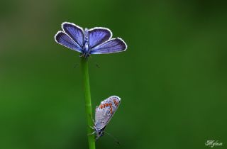 G�m�� Lekeli Esmerg�z&nbsp;(Plebejus&nbsp;argus)