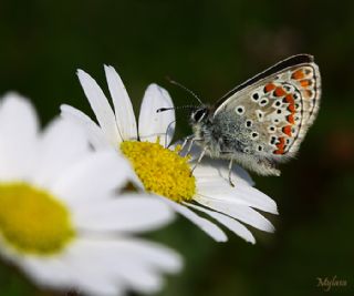 okgzl Esmer (Aricia agestis)