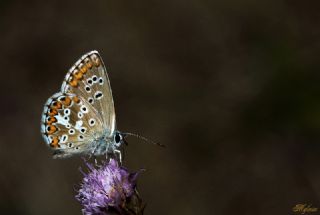 �okg�zl� Balkan Mavisi&nbsp;(Aricia&nbsp;anteros )