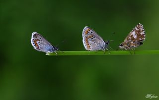 okgzl Esmer (Aricia agestis)