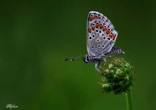 okgzl Esmer (Aricia agestis)