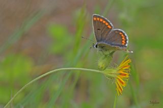 okgzl Esmer (Aricia agestis)