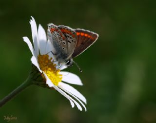 okgzl Esmer (Aricia agestis)