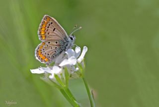 okgzl Esmer (Aricia agestis)