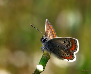 okgzl Esmer (Aricia agestis)