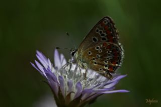 okgzl Esmer (Aricia agestis)