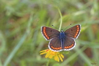 okgzl Esmer (Aricia agestis)