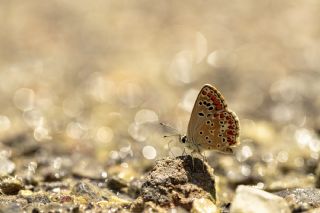 okgzl Esmer (Aricia agestis)