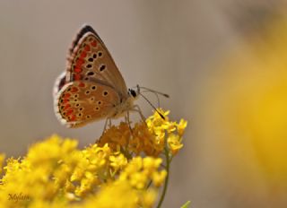 okgzl Esmer (Aricia agestis)