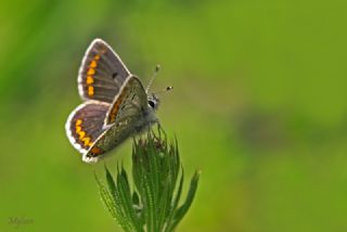 okgzl Esmer (Aricia agestis)