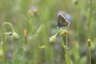 okgzl Esmer (Aricia agestis)