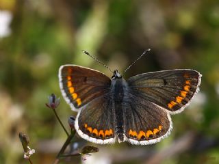 okgzl Esmer (Aricia agestis)