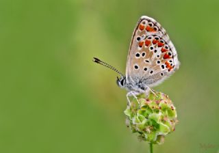 okgzl Esmer (Aricia agestis)