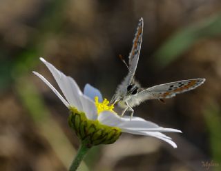 okgzl Esmer (Aricia agestis)