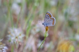 okgzl Esmer (Aricia agestis)