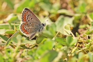 okgzl Esmer (Aricia agestis)