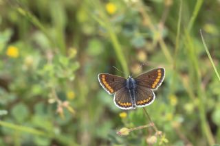 okgzl Esmer (Aricia agestis)