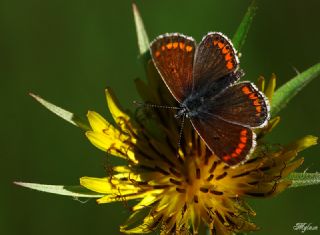 okgzl Esmer (Aricia agestis)