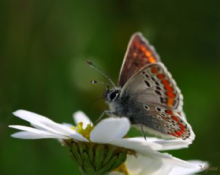 okgzl Esmer (Aricia agestis)