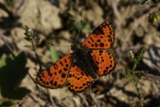 Benekli parhan (Melitaea didyma)