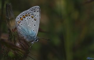 okgzl Mavi (Polyommatus icarus)