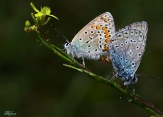 okgzl Mavi (Polyommatus icarus)