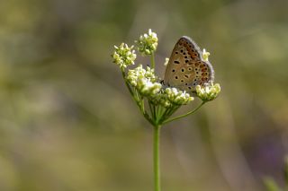 �okg�zl� Mavi&nbsp;(Polyommatus&nbsp;icarus)