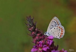 okgzl Mavi (Polyommatus icarus)