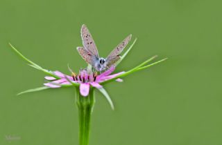 okgzl Mavi (Polyommatus icarus)