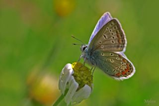 okgzl Mavi (Polyommatus icarus)