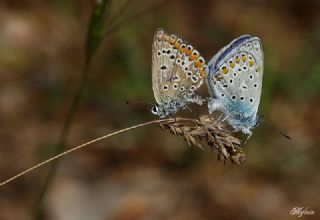 okgzl Mavi (Polyommatus icarus)
