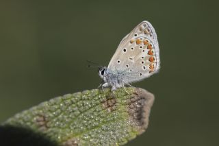 okgzl Mavi (Polyommatus icarus)