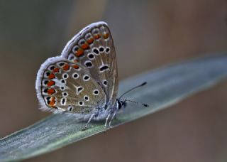 okgzl Mavi (Polyommatus icarus)