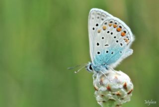 �okg�zl� Mavi&nbsp;(Polyommatus&nbsp;icarus)