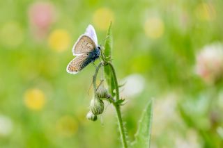 okgzl Mavi (Polyommatus icarus)