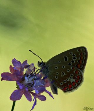 okgzl Mavi (Polyommatus icarus)