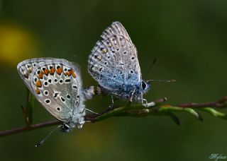 okgzl Mavi (Polyommatus icarus)