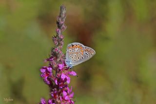 okgzl Mavi (Polyommatus icarus)